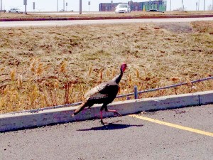 POLICE BEAT: Turkeys take to the streets