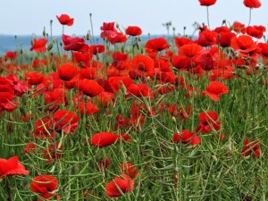 Chomedey Legion launches Laval poppy campaign