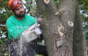 emondage-arbre-laval-elagage-emondeur-laval-elagueur