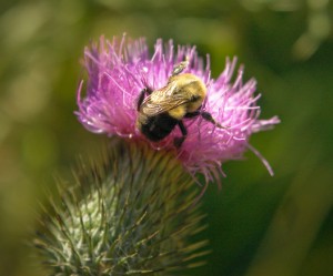 Thistle Bee